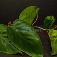 Philodendron hederaceum brasil