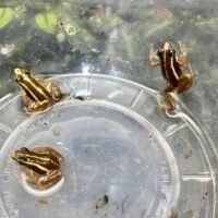 dart frog - epipedobates zarayunga