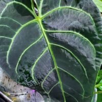 Anthurium regale leaf large 
