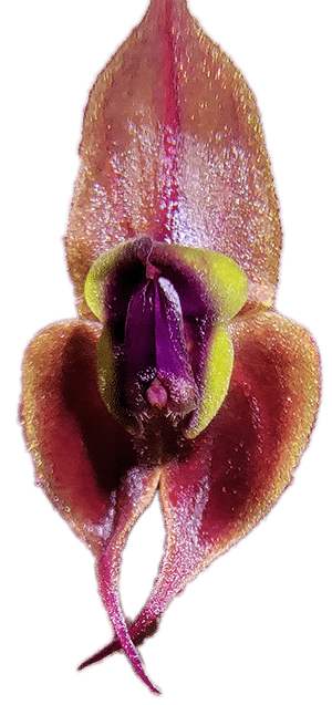lepanthes gargoyla x horrida micro orchid flower
