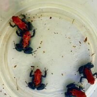 Ranitomeya Reticulata - Reticulated Dart Frog