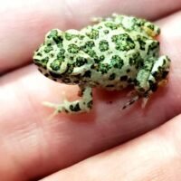 Bufo toad on hand