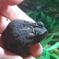 Female southern toad in hand
